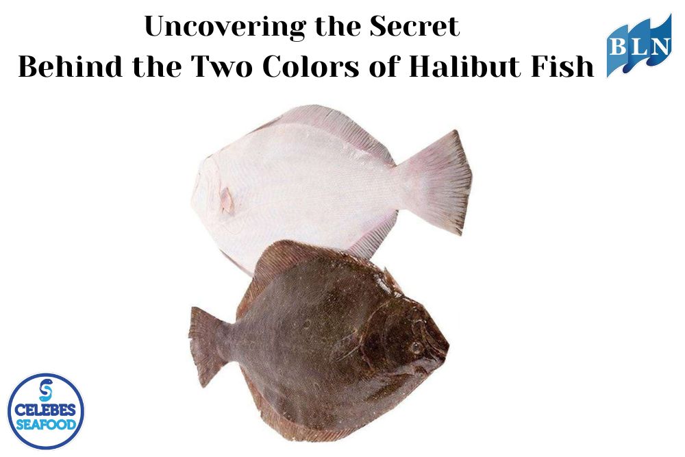 Uncovering the Secret Behind the Two Colors of Halibut Fish